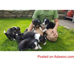 BORDER COLLIE PUPPIES FOR SALE