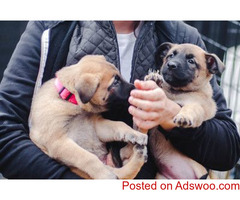 Malinois Belgian Malinois puppies