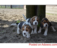 Cute Beagle Puppies for Sale