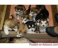 Amazing Alaskan Malamute Puppies