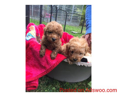 Gorgeous Toy Poodle Puppies For Ready