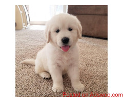 Male and female beautiful Golden Retriever