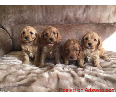 Extensive Healhty Cavapoo Puppies Ready to Leave!