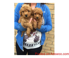 PEDIGREE TOY POODLE PUPPIES FOR SALE