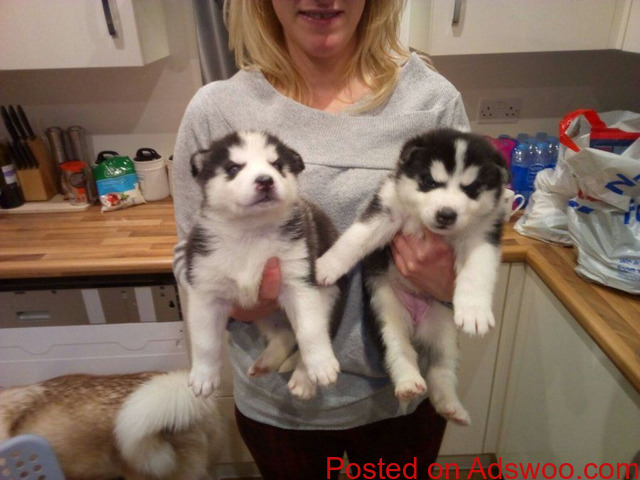 Wonderful Siberian Husky Pups Available Male and Female registered - 1/1