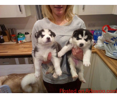 Wonderful Siberian Husky Pups Available Male and Female registered