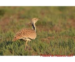 Desert National Safari | Tal Chhapar National Park