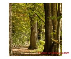 Professional Fair Market Valuation Services for Private Companies