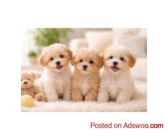 Healthy Male and Female Maltipoo Puppies For Sale