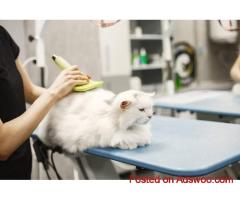 Affordable Cat Grooming In Dubai | Paws & Claws Pets
