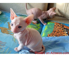 Sphynx kittens for adoption