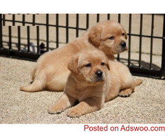 Labrador Puppies for adoption..971-318-3477