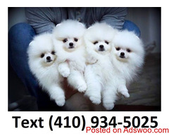 Amazing tiny t-cup pomeranian puppies for sale.