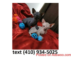 Hairless sphynx kittens searching for new homes!