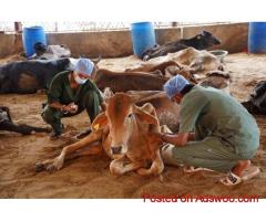 Cow Feeding Donation to Help Cows in Need