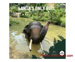 Elephant locations Koh Lanta