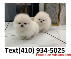 Beautiful t-cup pomeranian puppies for sale!