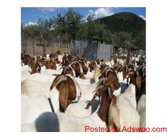 Livestock, Poultry, Frozen Chicken, Ostrich, Pigs & Feed Whatsapp +27621354579
