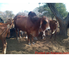 Livestock, Poultry, Frozen Chicken, Ostrich, Pigs & Feed Whatsapp +27621354579