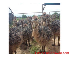 Livestock, Poultry, Frozen Chicken, Ostrich, Pigs & Feed Whatsapp +27621354579