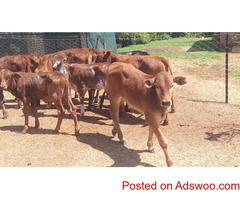 Pregnant Holstein Heifers Cow/Boer Goats, Live Sheep, Cattle, Lambs Caw ready now