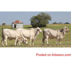 Pregnant Holstein Heifers Cow/Boer Goats, Live Sheep, Cattle, Lambs Caw ready now
