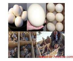Healthy Vaccinated Ostrich Chicks/ 2-6 Months Ostrich Chicks Available whatsapp+27621354579
