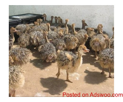 Healthy Vaccinated Ostrich Chicks/ 2-6 Months Ostrich Chicks Available whatsapp+27621354579