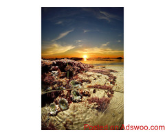 Buy Original Art Online in San Diego - Free Art Advisory
