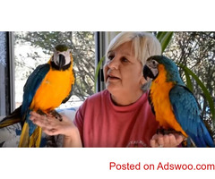 Blue And Gold Macaws