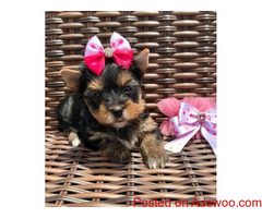 Yorkie Puppies available .971-318-3477
