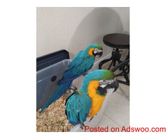 Gorgeous Blue and Gold macaw