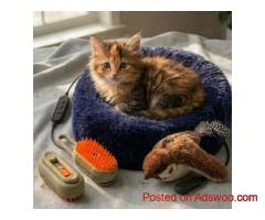 Best Cat Toys in Australia | Premium Pet Gear