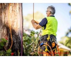 Tree surgery Adelaide hills