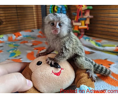 Marmoset monkeys available. txt 971-318-3477
