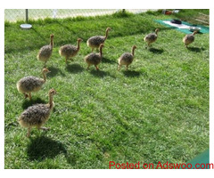 2 To 3 Months Old Ostrich Chicks for Sale