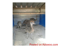 2 To 3 Months Old Ostrich Chicks for Sale